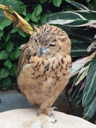 掛川花鳥園２