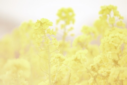 菜の花　岡山