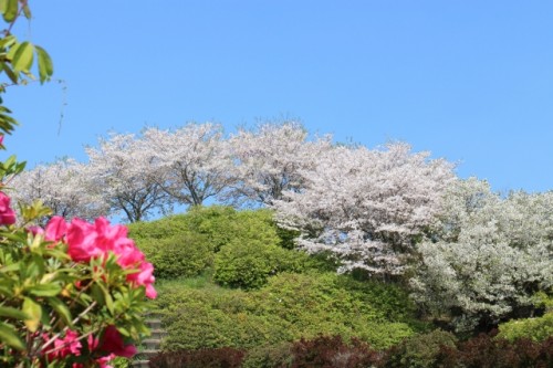 春が来た　福岡